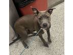 Adopt Sigourney a Pit Bull Terrier, Mixed Breed