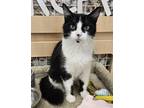 Adopt Mary Mary Quite Contrary a Domestic Medium Hair, Domestic Short Hair