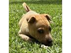 Adopt Leia - Costa Mesa Location *Available 6/8 a Shar-Pei, Terrier