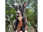 Adopt Uhura - Costa Mesa Location *Available 6/8 a Terrier