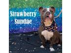 Adopt Strawberry Sundae a Pit Bull Terrier