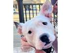 Adopt Sprout a Pit Bull Terrier