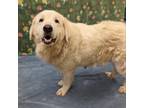 Adopt Meemaw a Great Pyrenees