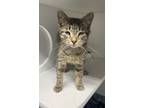 Adopt Adele ~ Available at J&K Mega Pet in Wabash, IN! a Domestic Short Hair