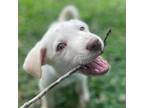 Adopt Wheezie a Mixed Breed