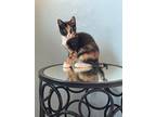 Adopt Marilyn a Calico