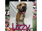 Adopt Lizzy a American Staffordshire Terrier