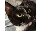 Adopt Giselle 2024 a Domestic Short Hair