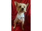 Adopt Misty a Yorkshire Terrier, Mixed Breed