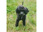 Adopt Charlotte a Poodle