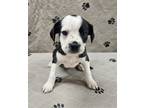 Adopt Zoey a Boston Terrier, Spaniel