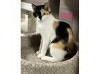 Adopt Sage - Calico in Foster Care a Calico