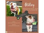 Adopt Joy (aka Riley) a Pit Bull Terrier