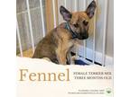 Adopt Fennell a Terrier, Boxer