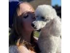 Animal Lover and Pet Sitter in Appleton, WI