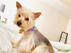 Adopt LOUNA a Yorkshire Terrier