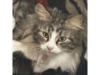 Adopt Pinky a Domestic Long Hair