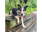 Adopt Willow a Border Collie, Mixed Breed