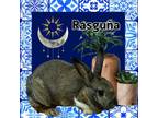 Adopt Rasgua LOUISVILLE a Bunny Rabbit