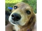 Adopt Penelope a Dachshund, Mixed Breed