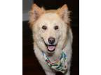 Adopt Lolita a German Shepherd Dog, Golden Retriever