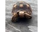Adopt Chief a Turtle