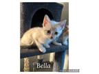 Adopt Bella K a Siamese