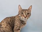 Adopt Mary Margaret a Domestic Short Hair