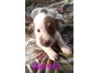 Adopt Aurora 3129 a German Shepherd Dog