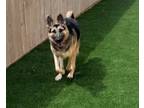 Adopt Bonita 3175 a German Shepherd Dog