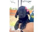 Adopt Bea a Black Labrador Retriever