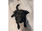 Adopt Ava a Labrador Retriever, Collie