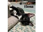 Adopt Elena a Domestic Short Hair