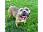 Adopt Ethel 05-2831 a Staffordshire Bull Terrier, Mixed Breed