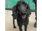 Adopt Haven Grace 05-2545 a Standard Poodle, Mixed Breed