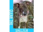 Adopt Garden -Foster to Adopt a Cattle Dog, Mixed Breed