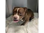 Adopt Willa a Pit Bull Terrier