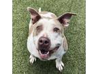 Adopt Glossy a Pit Bull Terrier
