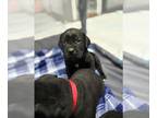 Cane Corso PUPPY FOR SALE ADN-793596 - Cane Corso Puppies