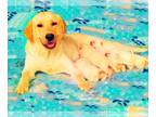 Labrador Retriever PUPPY FOR SALE ADN-793606 - English Yellow Labrador Puppies