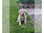 Golden Labrador PUPPY FOR SALE ADN-793633 - Tessa