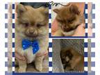 Pomeranian PUPPY FOR SALE ADN-793664 - Pomeranian puppies