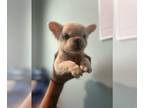 French Bulldog PUPPY FOR SALE ADN-793733 - Coco
