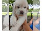 Great Pyrenees PUPPY FOR SALE ADN-793736 - great Pyrenees puppies