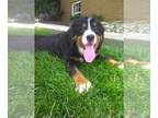 Bernese Mountain Dog PUPPY FOR SALE ADN-793742 - AKC Bernese Mountain Dog For