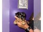 Yorkshire Terrier PUPPY FOR SALE ADN-793751 - Yorkie