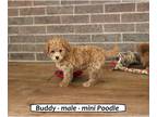 Poodle (Toy) PUPPY FOR SALE ADN-793759 - Fluffy toy Poodle puppy