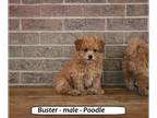 Poodle (Miniature) PUPPY FOR SALE ADN-793760 - Fluffy mini Poodle puppy