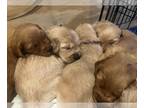 Golden Retriever PUPPY FOR SALE ADN-793767 - Golden Retriever Puppies