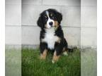Bernese Mountain Dog PUPPY FOR SALE ADN-793770 - AKC OFA DNAClear Bernese
